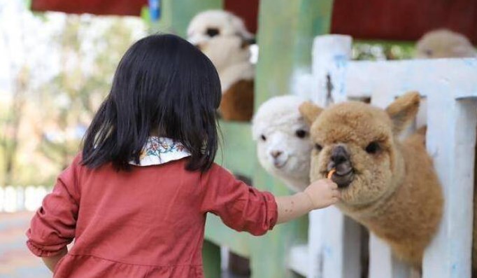 六大規(guī)劃要點 助力打造人氣又創(chuàng)收的萌寵樂園