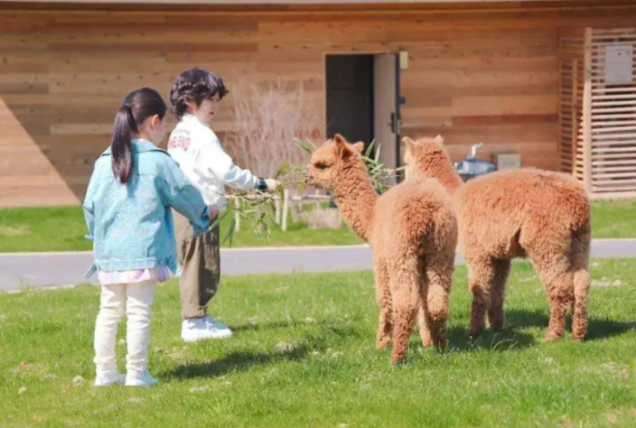 如何在無動力樂園中規(guī)劃萌寵板塊？ 